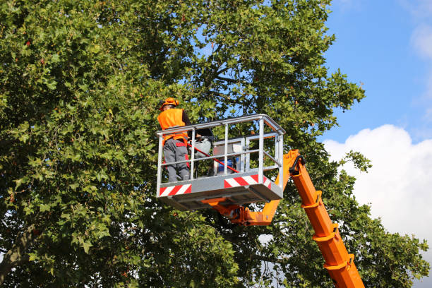 Best Mulching Services  in Lytle, TX