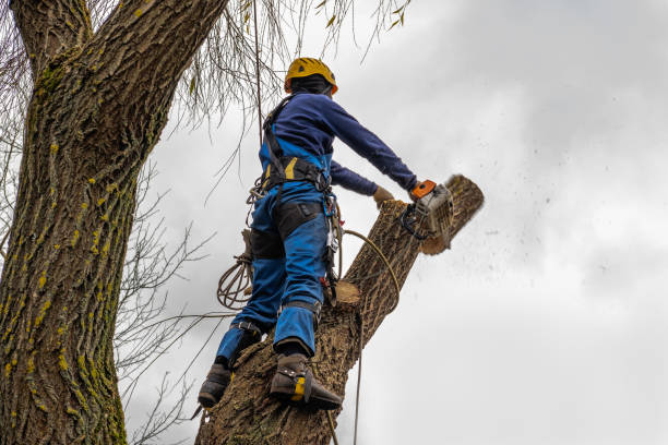 Best Hazardous Tree Removal  in Lytle, TX