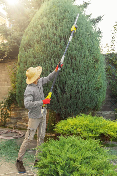 Best Pest Control for Lawns  in Lytle, TX